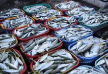 India expected to enter global fisheries certification by 2025 end