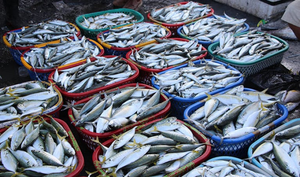 India expected to enter global fisheries certification by 2025 end