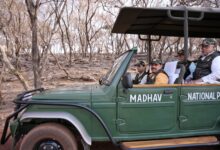 MP: CM Yadav, Union Minister Scindia release tigress in Madhav National Park