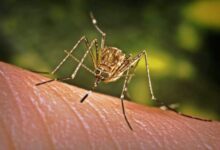 Fiji declares dengue fever outbreak in Western Division