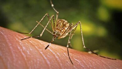 Fiji declares dengue fever outbreak in Western Division