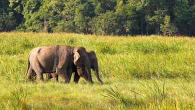 Genetic study estimates 51 rare Asian elephants in Cambodia’s northern plains