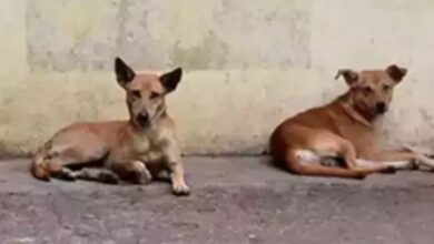 Dog spotted carrying infant’s body in MP’s Rewa; police zero in on cremation area