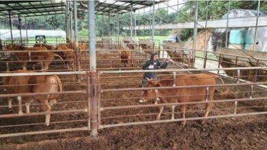 S. Korea confirms 1st foot-and-mouth disease case in almost 2 years