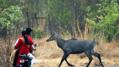 Pinning hopes on Robinson; MP has yet no blueprint for Nilgai