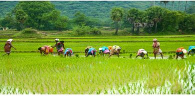 TN farmers to be sent to Japan, China, Vietnam for modern paddy cultivation training: Agriculture Minister