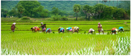 TN farmers to be sent to Japan, China, Vietnam for modern paddy cultivation training: Agriculture Minister