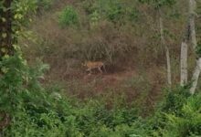 Elusive tiger shot dead after tranquilizer fails in Kerala’s Idukki