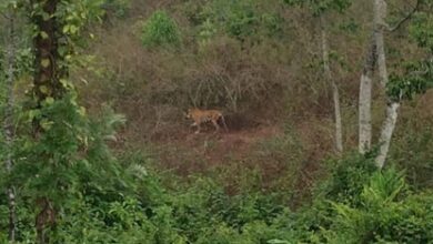 Elusive tiger shot dead after tranquilizer fails in Kerala’s Idukki