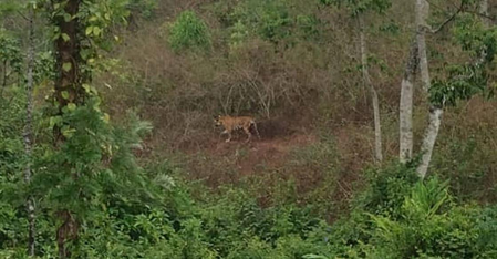 Elusive tiger shot dead after tranquilizer fails in Kerala’s Idukki