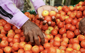 Tomato prices plummet across TN forcing farmers to destroy crops