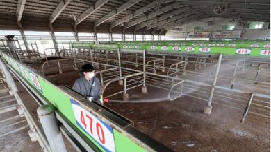 Foot-and-mouth disease cases in South Korea rise to 8