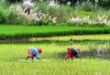 India’s agricultural exports record double-digit surge as farm sector bounces back