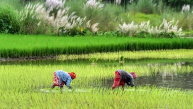 India’s agricultural exports record double-digit surge as farm sector bounces back