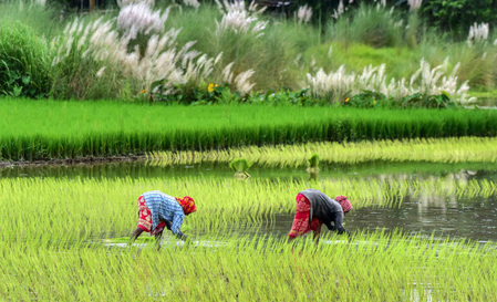 India’s agricultural exports record double-digit surge as farm sector bounces back