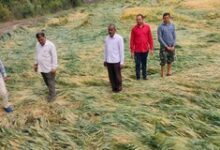 Farmers urged to harvest crops within 3 days as MP braces for turbulent weather