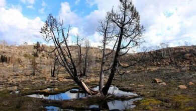 Australian ecosystems facing multiple threats, warns report