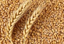 Gujarat govt extends wheat procurement registration deadline for farmers