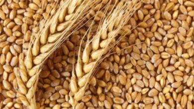 Gujarat govt extends wheat procurement registration deadline for farmers