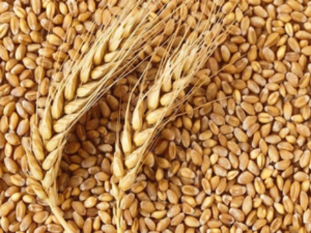 Gujarat govt extends wheat procurement registration deadline for farmers