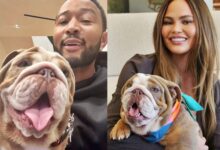 John Legend adopts puppy with wife Chrissy Teigen