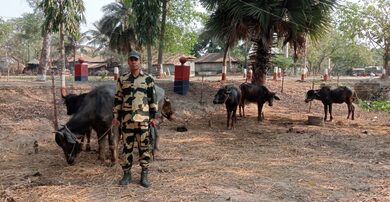 Cattle seized along Indo-Bangladesh Border by BSF ahead of Eid