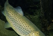 Himachal supplies rainbow trout ova to Uttarakhand, Sikkim, Arunachal