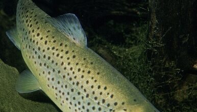 Himachal supplies rainbow trout ova to Uttarakhand, Sikkim, Arunachal