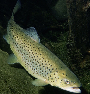 Himachal supplies rainbow trout ova to Uttarakhand, Sikkim, Arunachal