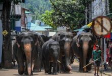 Lankan railways announces new speed limits to protect wild elephants