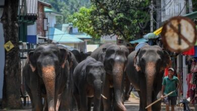 Lankan railways announces new speed limits to protect wild elephants