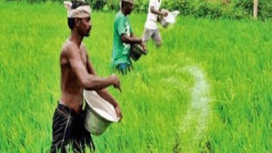IMD forecast for early monsoon brightens Kuruvai prospects in TN’s Cauvery delta