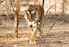 Priest killed by tiger inside Ranthambore Fort, third attack in two months sparks outrage