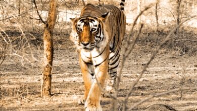 Priest killed by tiger inside Ranthambore Fort, third attack in two months sparks outrage