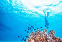 France, Brazil launch initiative to scale up ocean-focused climate action