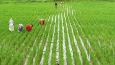 TN farmers rejoice as ‘Mother Cauvery’ arrives, to meet Kuruvai paddy cultivation target
