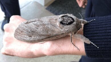 Australian moths master long-distance migration using starry skies