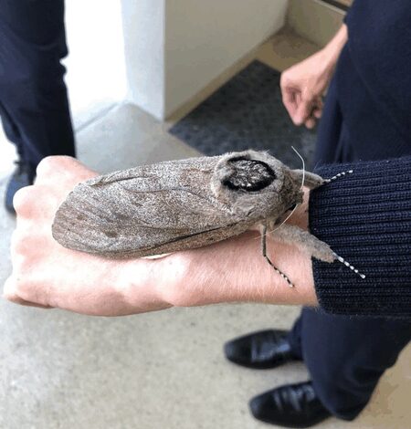 Australian moths master long-distance migration using starry skies Australian moths master long-distance migration using starry skies