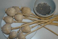 Poppy husk valued at Rs 1.5 crore seized in Rajasthan