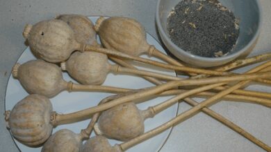 Poppy husk valued at Rs 1.5 crore seized in Rajasthan
