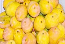 Centre announces compensation for K’taka mango farmers; Union Minister Joshi thanks PM Modi