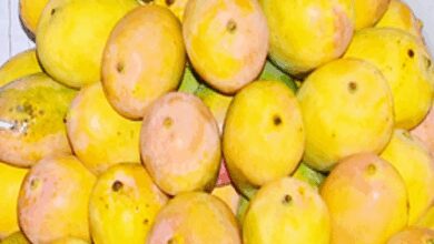 Centre announces compensation for K’taka mango farmers; Union Minister Joshi thanks PM Modi