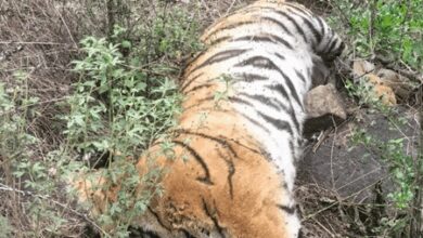 Another tigress death reported in Karnataka