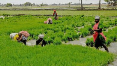 As cooperative societies delay crop loan, TN farmers forced to seek private money lenders