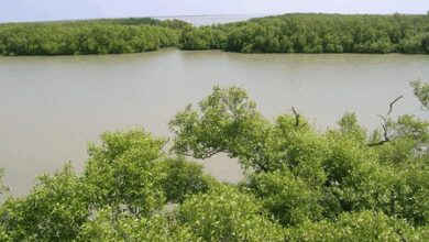 TN govt restores 2,057 hectares of mangroves in Muthupet region