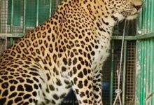 Leopard that mauled four-year-old girl in Valparai trapped by TN Forest Dept