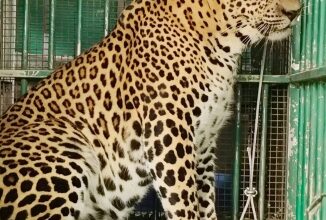 Leopard that mauled four-year-old girl in Valparai trapped by TN Forest Dept