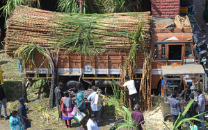 India’s sugar output to rise 15 pc at 35 million tonnes on favourable monsoon: Crisil