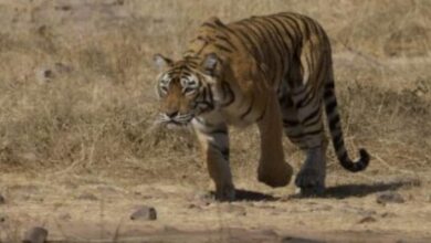 Karnataka tigress, cubs deaths: 2 taken into custody, CM says action after receiving report
