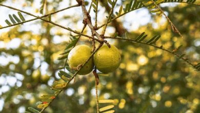 India’s production of horticultural crops rises 3.7 pc in 2024-25